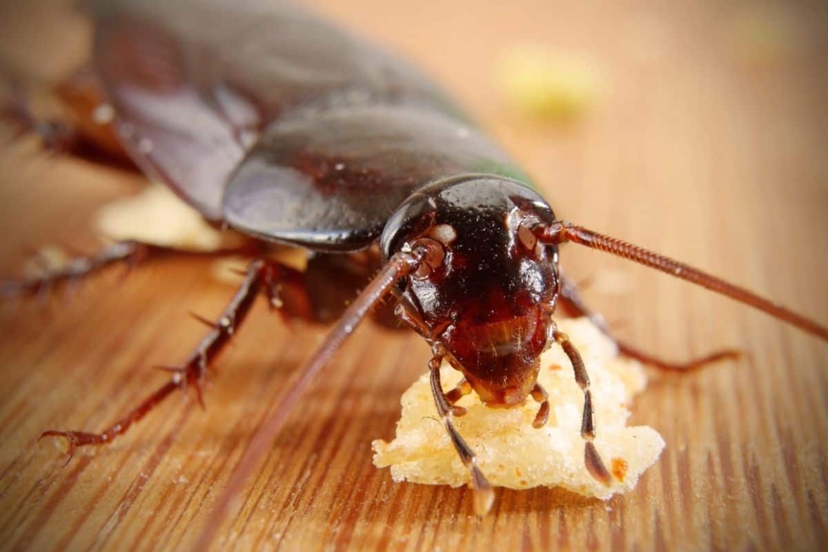 How To Get Rid of Cockroaches in Kitchen Cabinets