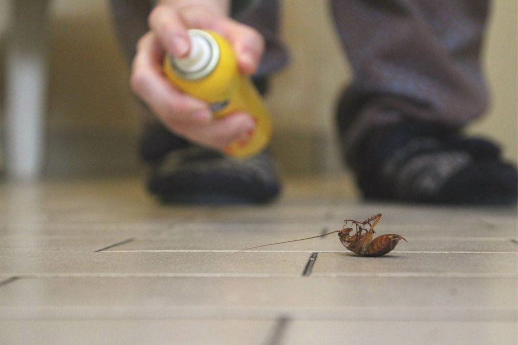 How To Get Rid of Cockroaches in Kitchen