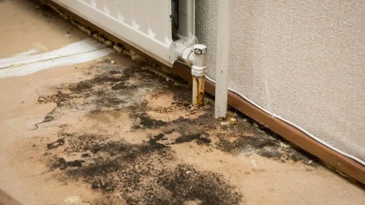 mold growing on floor