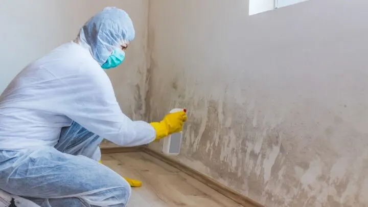 mold treatment