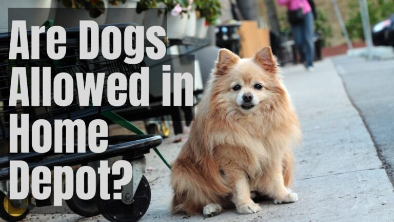 Are Dogs Allowed in Home Depot_
