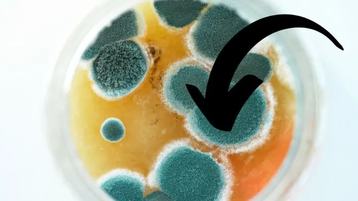 Can Paint Get Moldy?