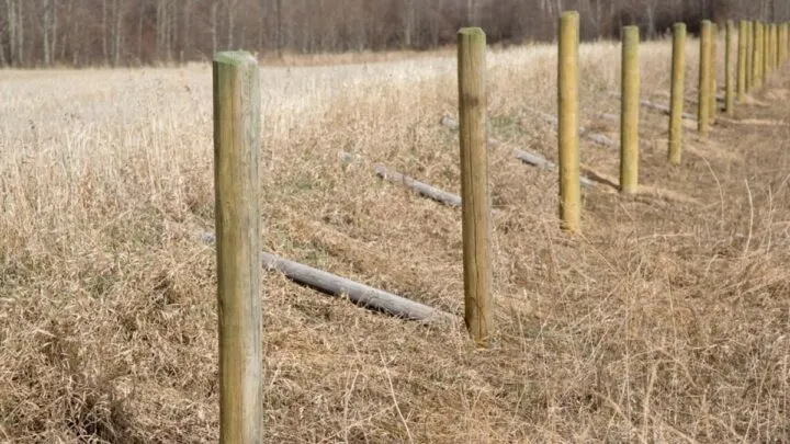 Fence Posts