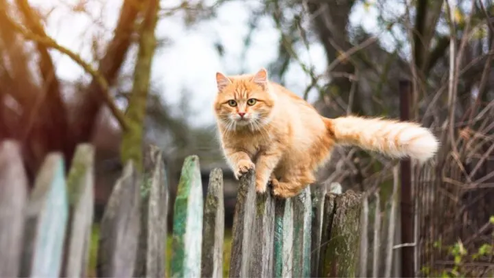 Cat climbing fence