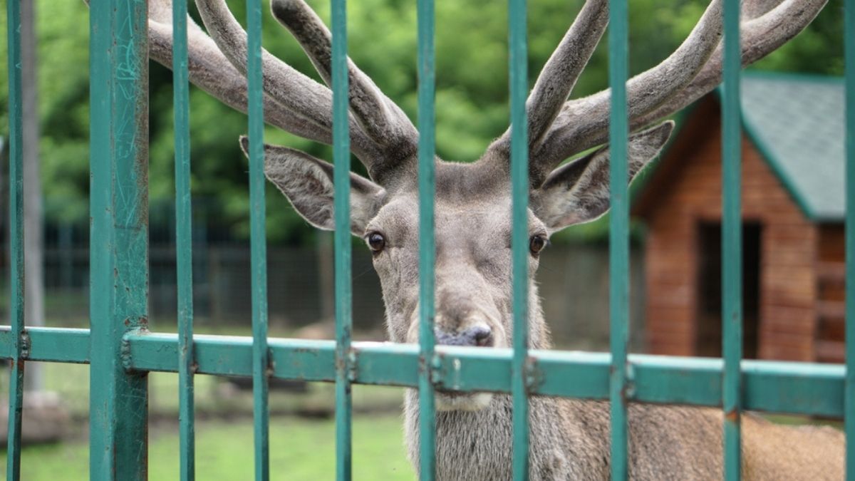 How High Should a Deer Fence Be?