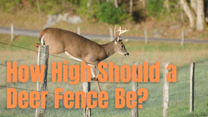 How High Should a Deer Fence Be?