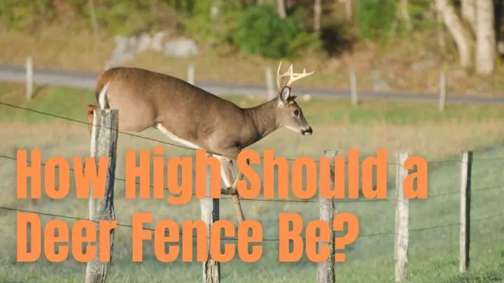 How High Should a Deer Fence Be_