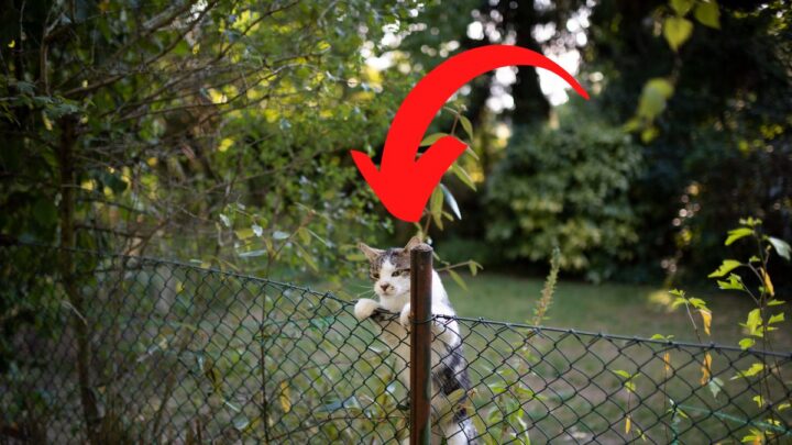 How to Keep Cats from Climbing Your Fence!