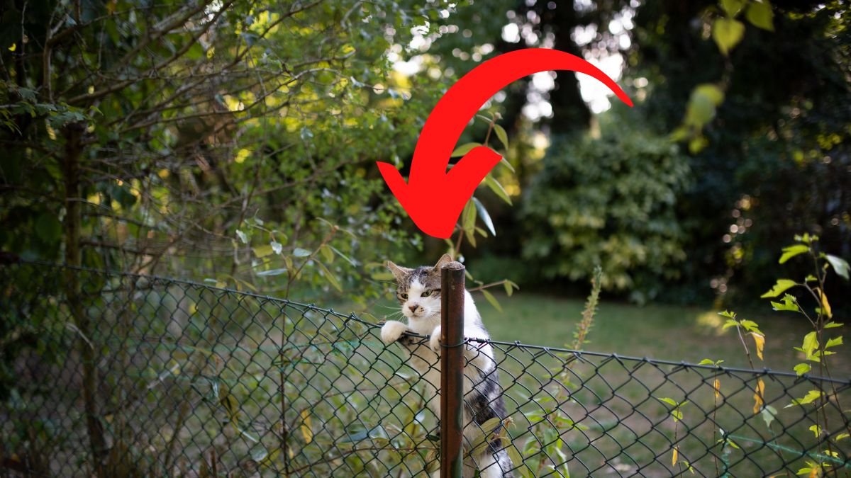 how-to-keep-cats-from-climbing-your-fence