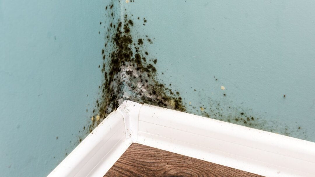 Can Humidifiers Cause Mold?