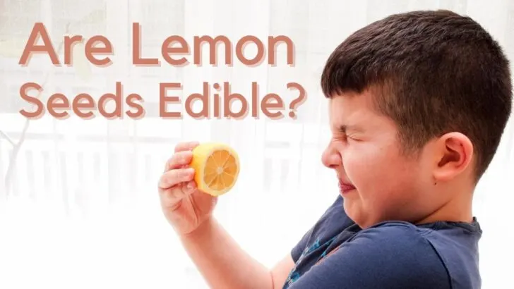 lemon seeds edible