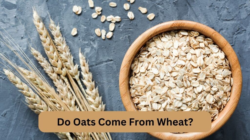 Do Oats Come From Wheat 