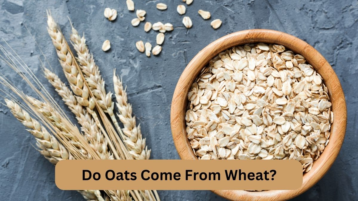 do-oats-come-from-wheat