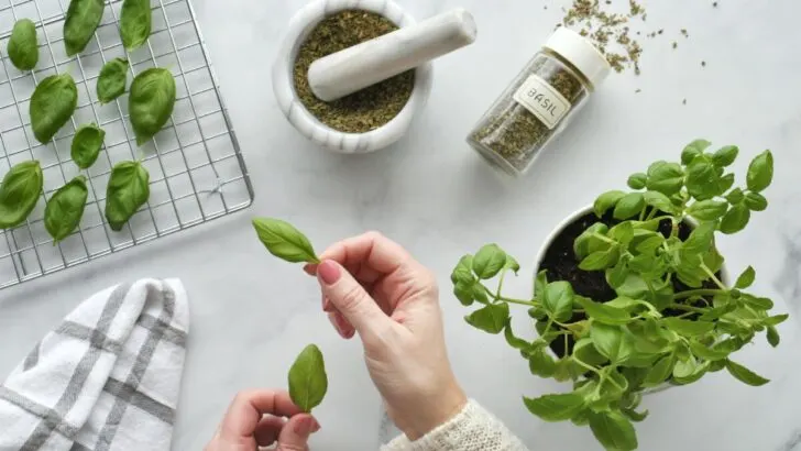 Picking basil herb leaves to dry on a rack