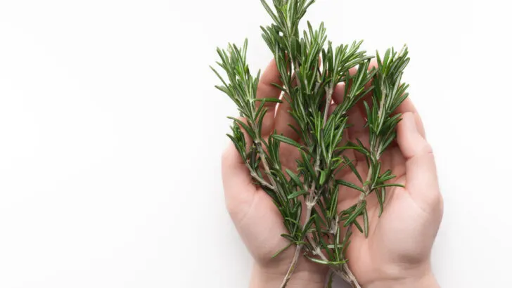 sprig rosemary