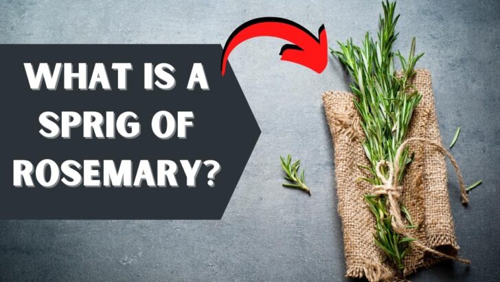 What Is A Sprig Of Rosemary?