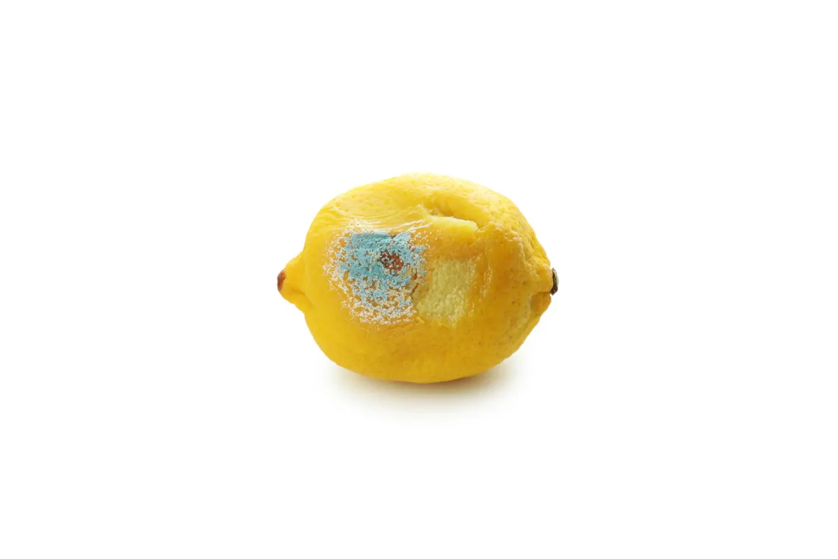 Lemon with mold