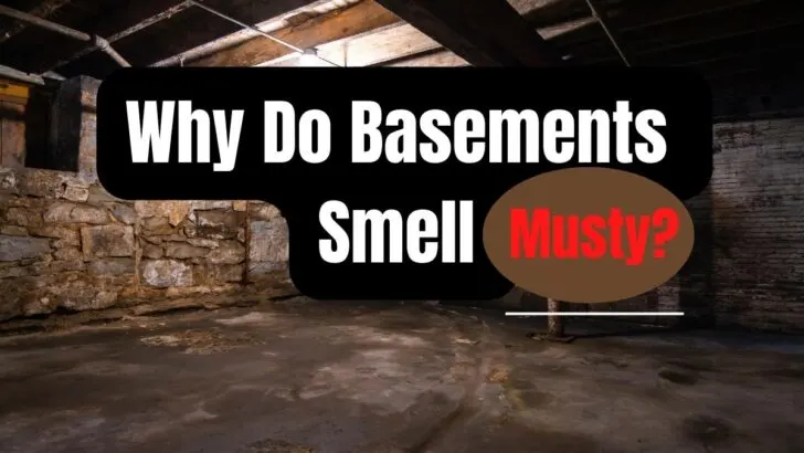 Why Do Basements Smell Musty?