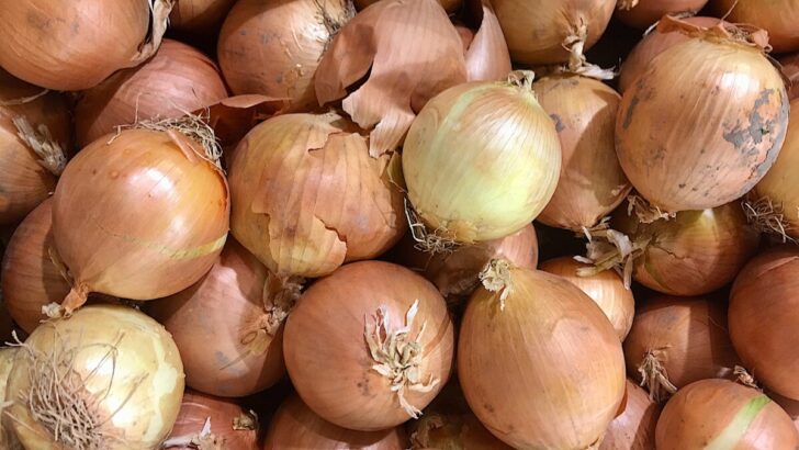 Walla Walla onions