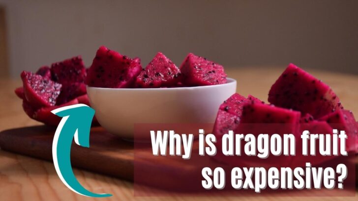 Why Is Dragon Fruit So Expensive?